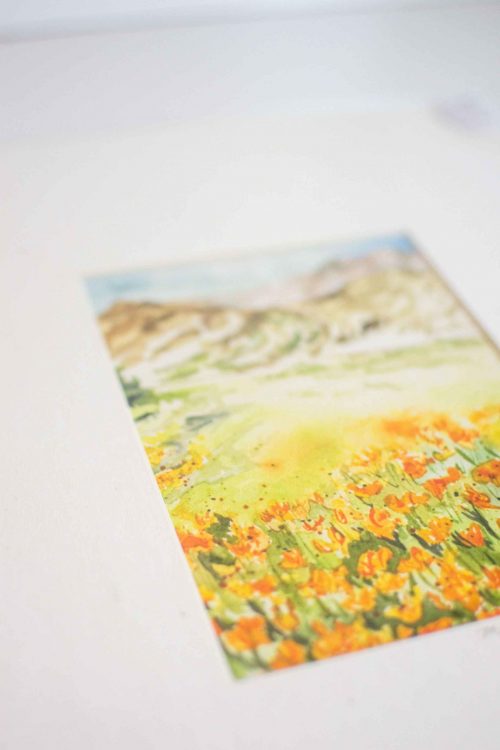 Mexican Poppies - Available as a Giclee' print