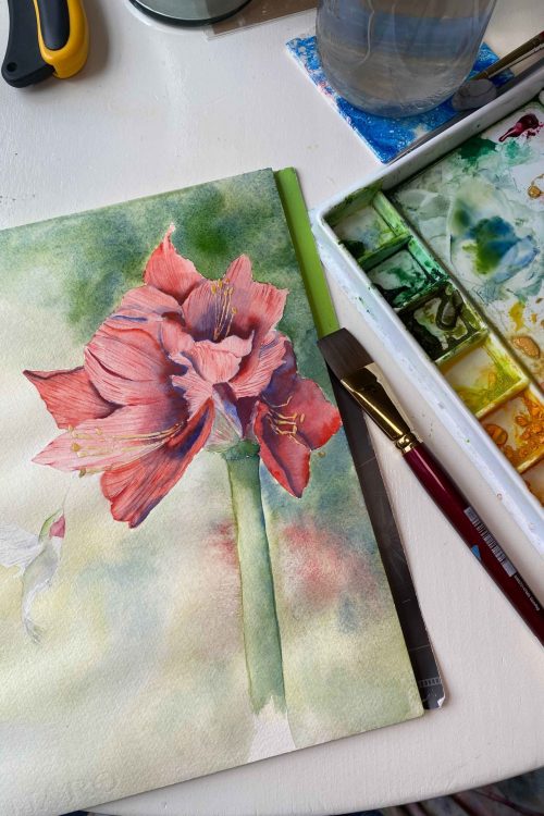 Christmas Gifts - Amaryllis and Hummingbird, available as an original, in prints and notecards