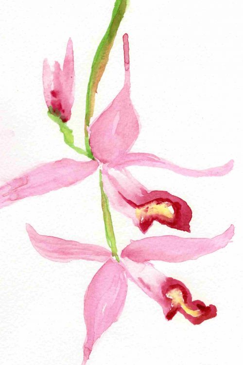 Fuchsia Orchid - Available in notecards